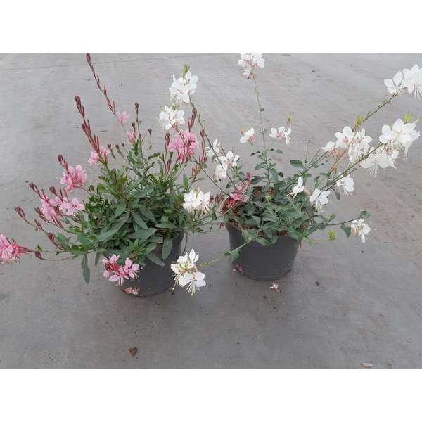 Picture of GAURA LINDHEIMERI