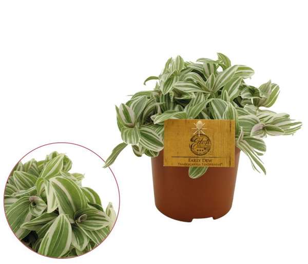 Picture of TRADESCANTIA TENDERNESS