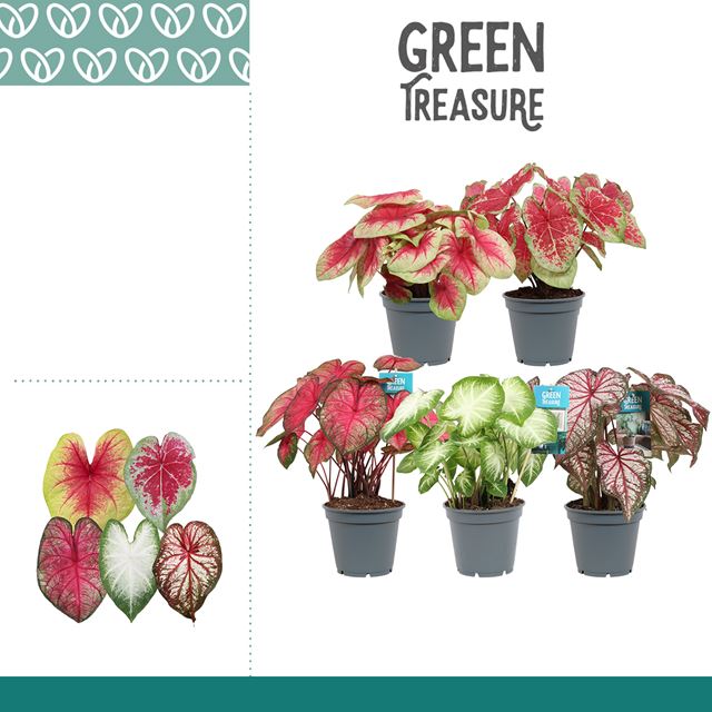 Picture of CALADIUM MIX