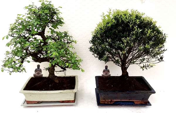 Picture of BONSAI MIX D30 IN CERAMIC