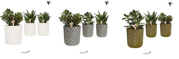 Picture of SUCCULENT MIX IN DIAMOND CERAMIC WHITE+SILVER+GOLD