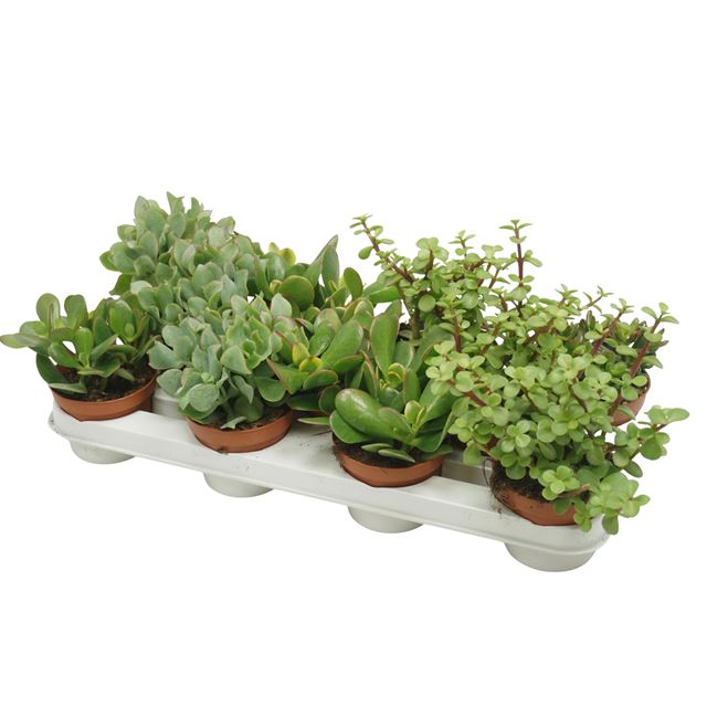 Picture of CRASSULA MIX