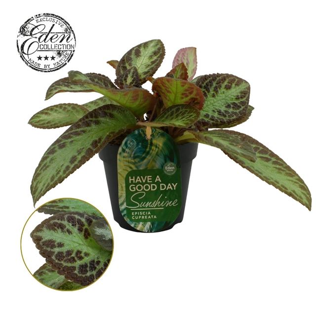 Picture of Episcia cupreata zebra