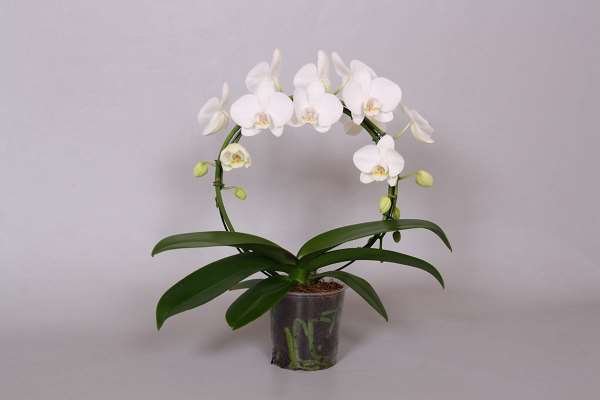Picture of Phalaenopsis 02-stem hoop circlez white