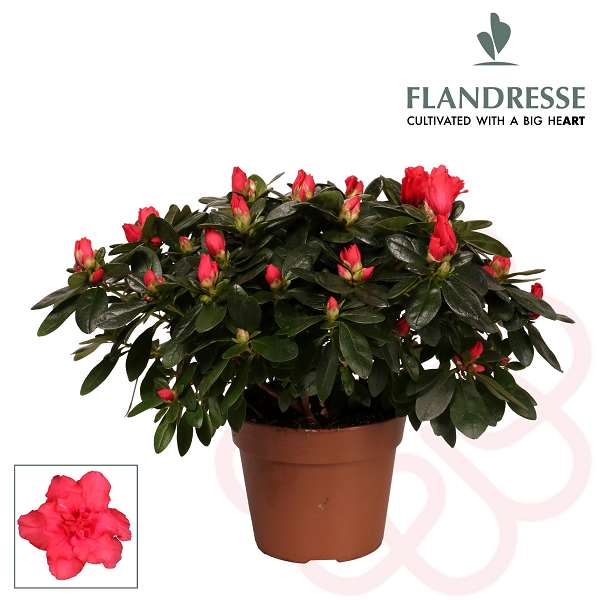 Picture of RHODODENDRON SIMSII (AZALEA) D27/30 RED