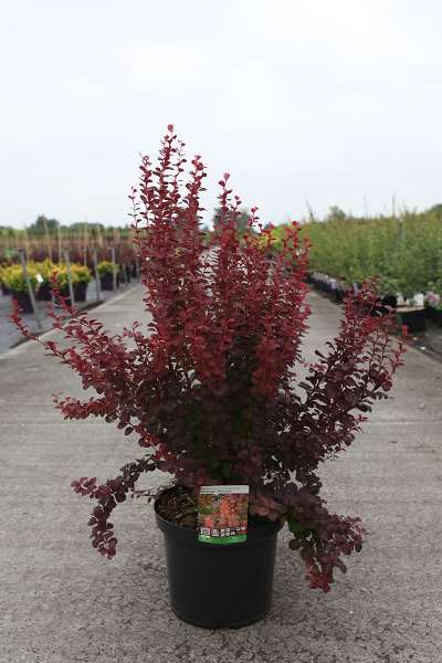 Picture of Berberis thunbergii orange rocket