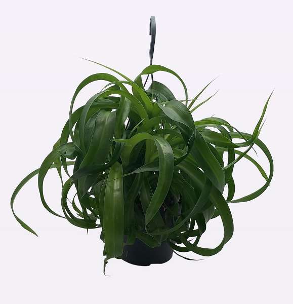 Picture of CHLOROPHYTUM COMOSUM GREEN BONNIE IN HANGING BAS