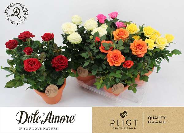 Picture of Rose DOLC'AMORE MIX IN TERRACOTTE CERAMIC