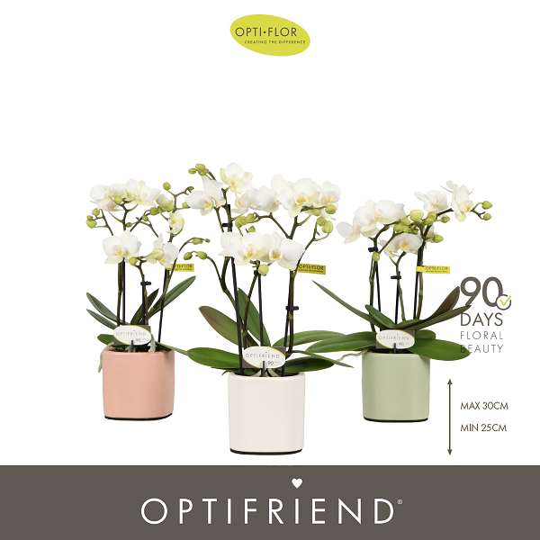 Picture of Phalaenopsis 03-stem optifriend sandra in ceramic