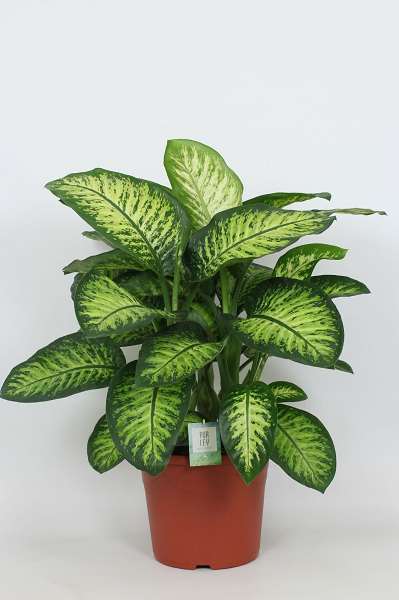 Picture of DIEFFENBACHIA SEGUINE LEMON TROPIC
