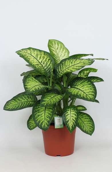 Picture of Dieffenbachia seguine lemon tropic