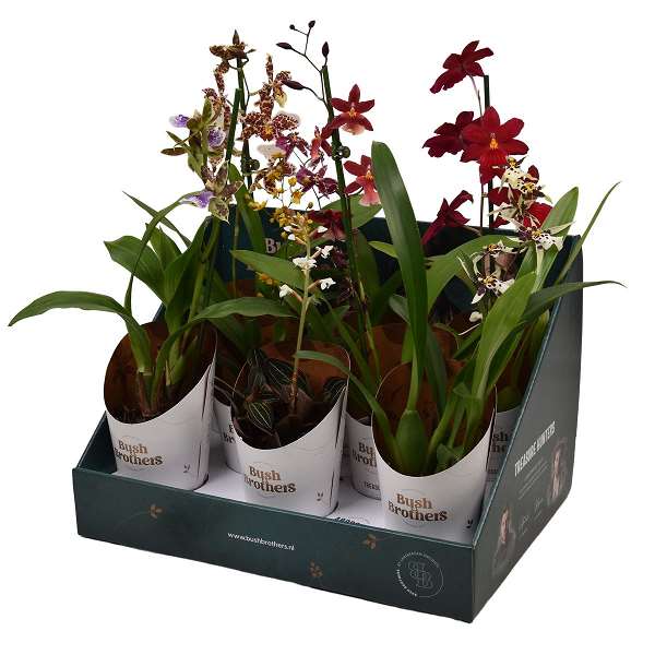 Picture of ORCHID 01-ST MIX BUSH BROTHERS SHOWDOOS+POTCOVER