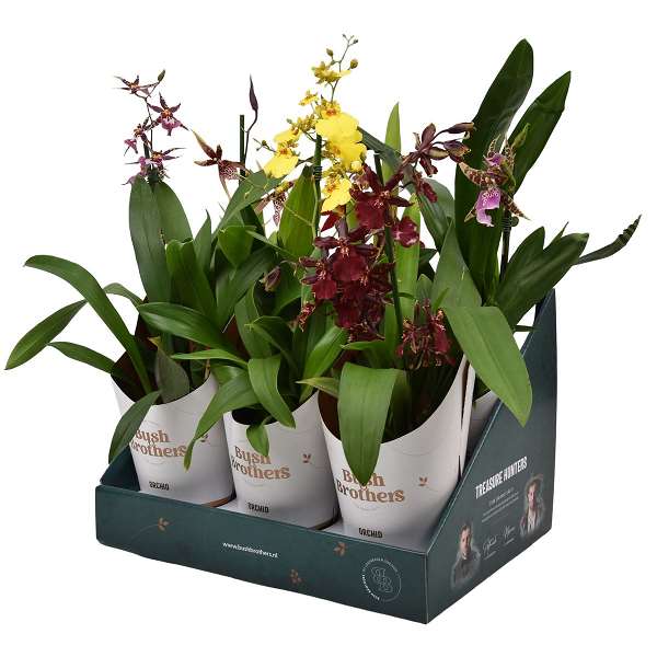 Picture of ORCHID 01-STEM MIX POTCOVER