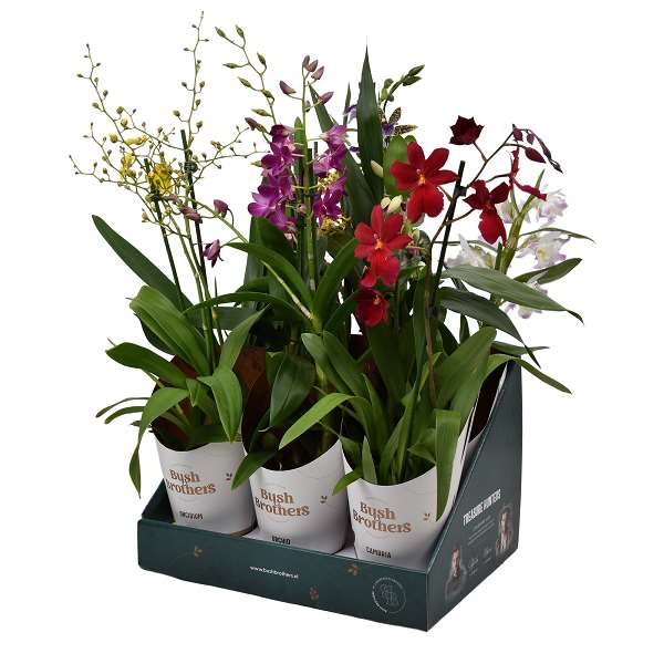 Picture of ORCHID 02-STEM MIX POTCOVER
