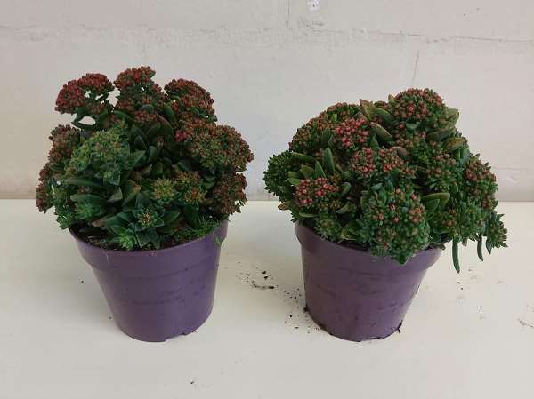 Picture of Crassula schmidtti
