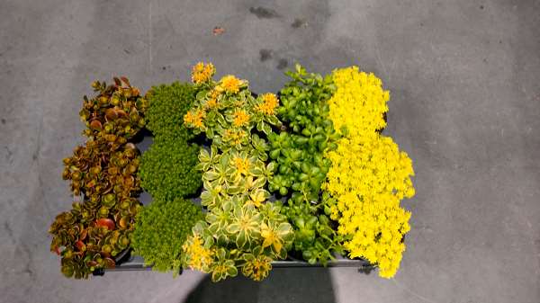 Picture of SEDUM MIX