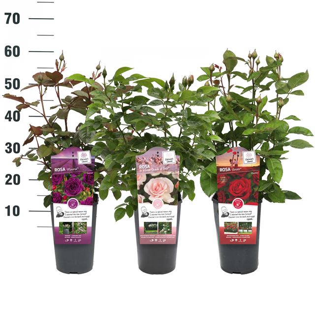 Picture of Rosa scented mix