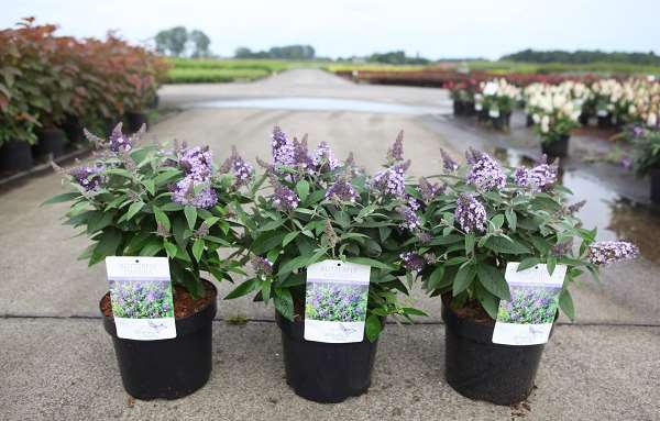Picture of Buddleja davidii butterfly candy® lila sweetheart