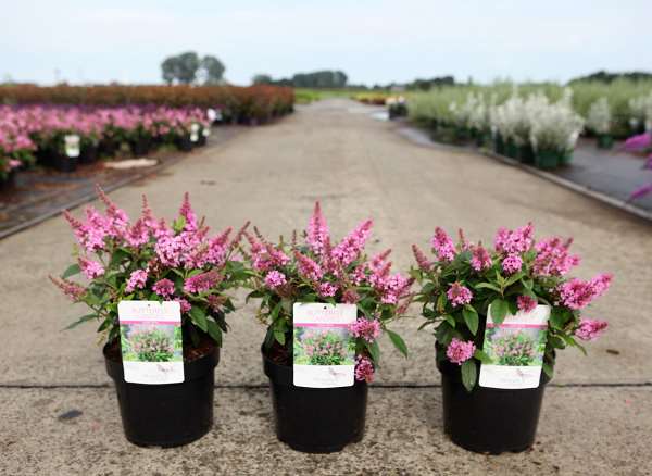 Picture of BUDDLEJA DAVIDII BUTTERFLY CANDY® LITTLE PINK