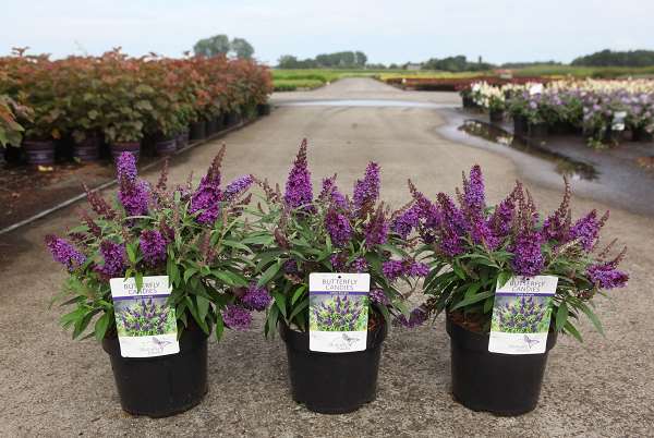 Picture of Buddleja davidii butterfly candy® little purple