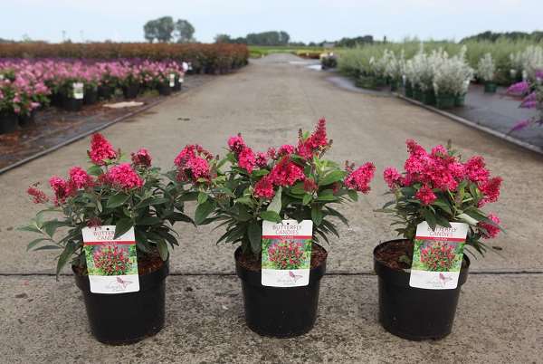 Picture of Buddleja davidii butterfly candy® little ruby
