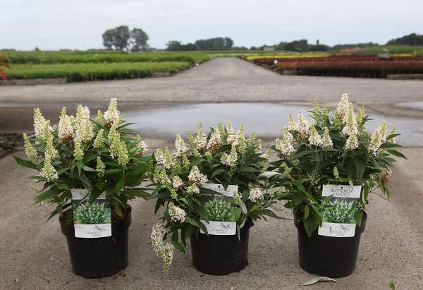 Picture of BUDDLEJA DAVIDII BUTTERFLY CANDY® LITTLE WHITE