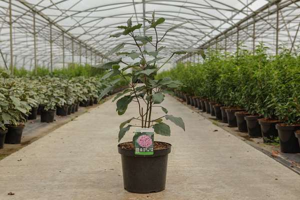 Picture of CLERODENDRUM BUNGEI