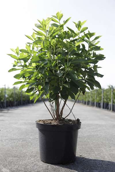 Picture of Clethra alnifolia anne bidwell