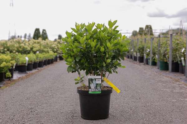 Picture of Clethra alnifolia vanilla spice