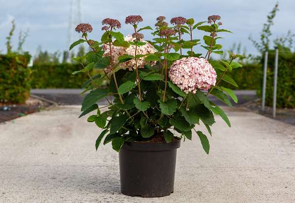 Picture of Hydrangea arb  sweet annabelle