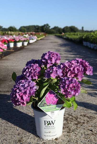 Picture of Hydrangea macrophylla blackcurrant muffin