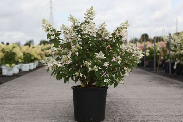 Picture of Hydrangea pan  confetti