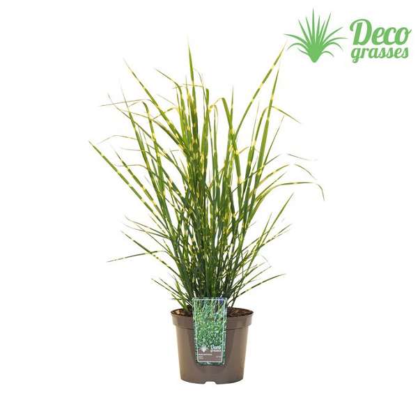 Picture of Miscanthus sinensis strictus