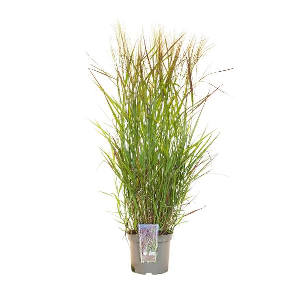Picture of PANICUM VIRGATUM SQUAW