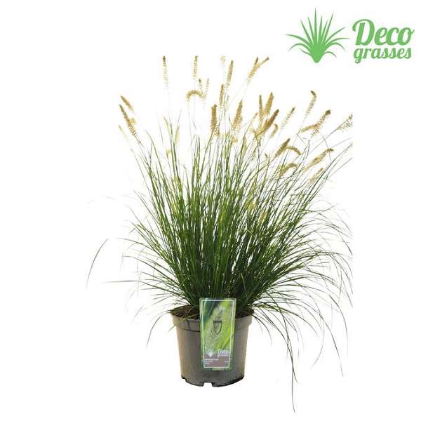Picture of Pennisetum alopecuroides hameln