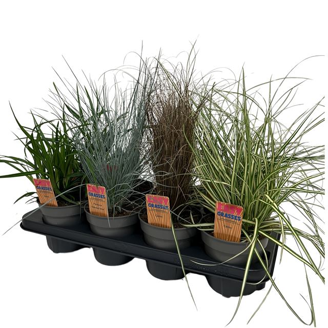 Picture of Outdoor grasses mix