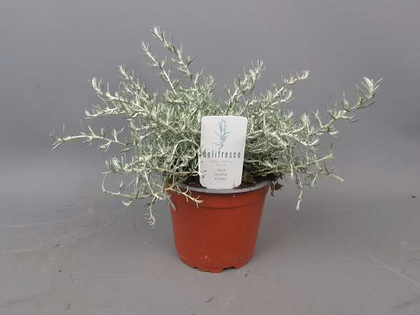 Picture of HELICHRYSUM HELIFRESCO