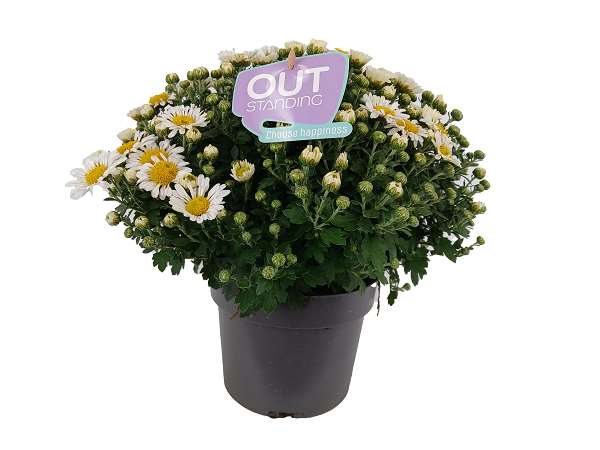Picture of CHRYSANTHEMUM INDICUM LEBA
