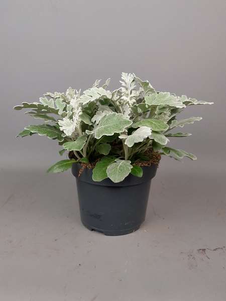 Picture of SENECIO CINERARIA MARITIMA