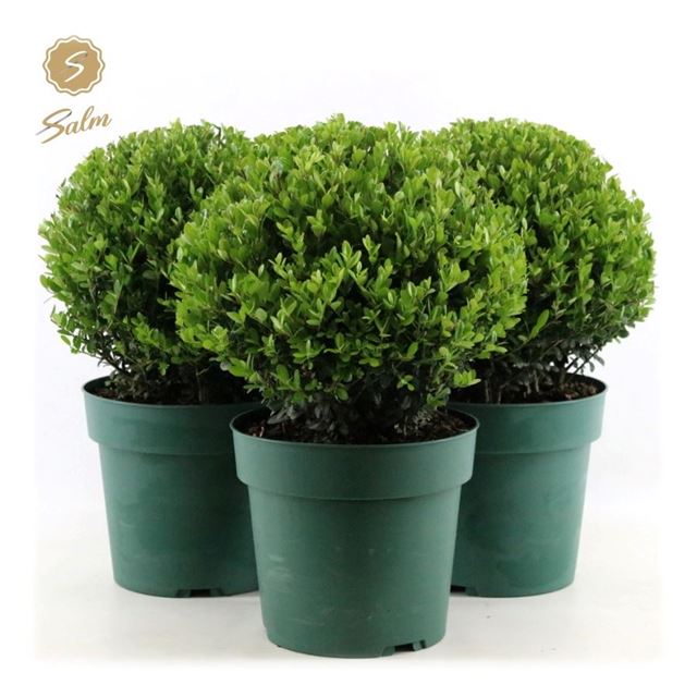 Picture of ILEX CRENATA JENNY BALL 25CM