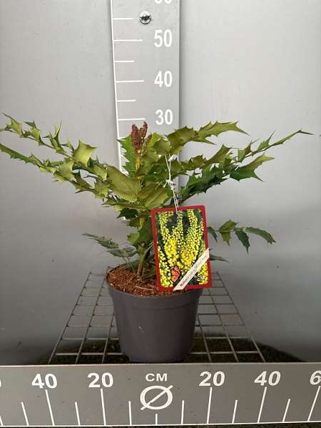 Picture of Mahonia media winter sun