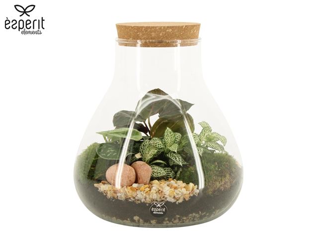Picture of Terrarium