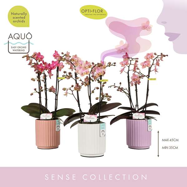 Picture of PHALAENOPSIS 03-STEM AROMIO MIX IN  CERAMIC