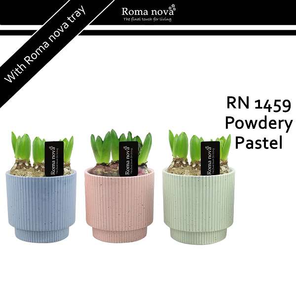 Picture of Hyacinthus 03bulbs ceramic powdery pastel