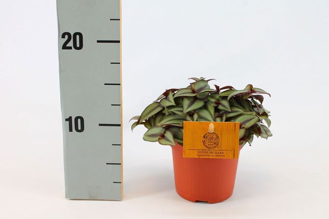 Picture of TRADESCANTIA ZEBRINA
