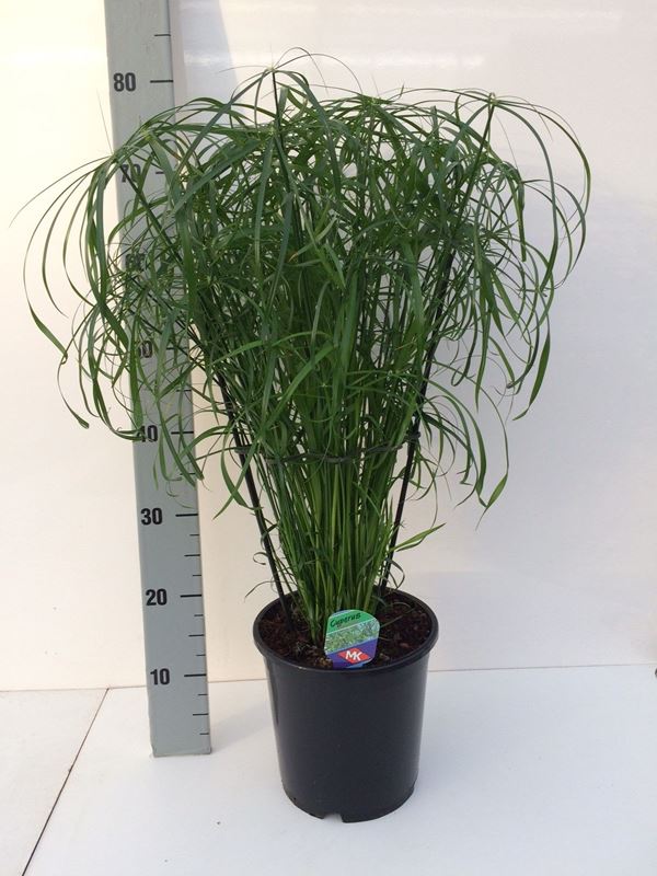 Picture of CYPERUS ALTERNIFOLIUS