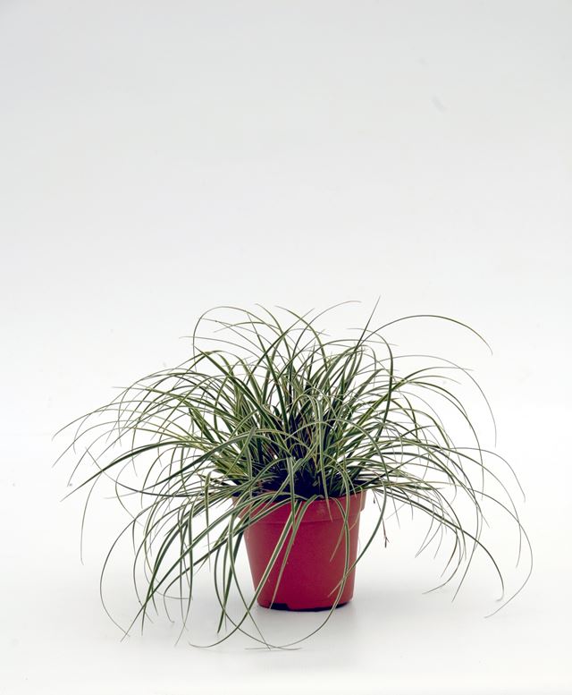 Picture of Carex conica snowline
