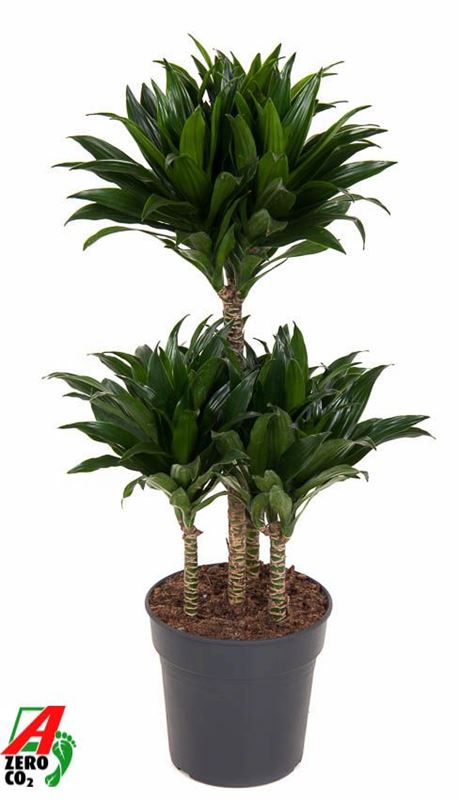 Picture of Dracaena fragrans compacta carrousel 045