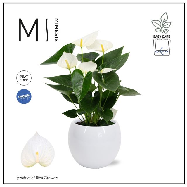 Picture of Anthurium andreanum white in white ceramic pot
