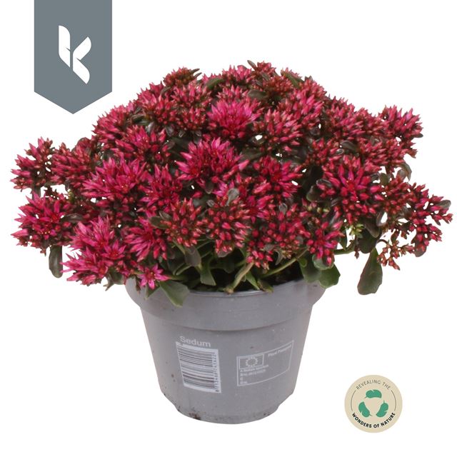 Picture of Sedum spot on deep rose